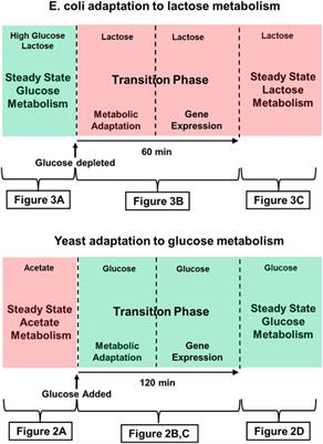 The impact of metabolism on the adaptation of organisms to environmental change